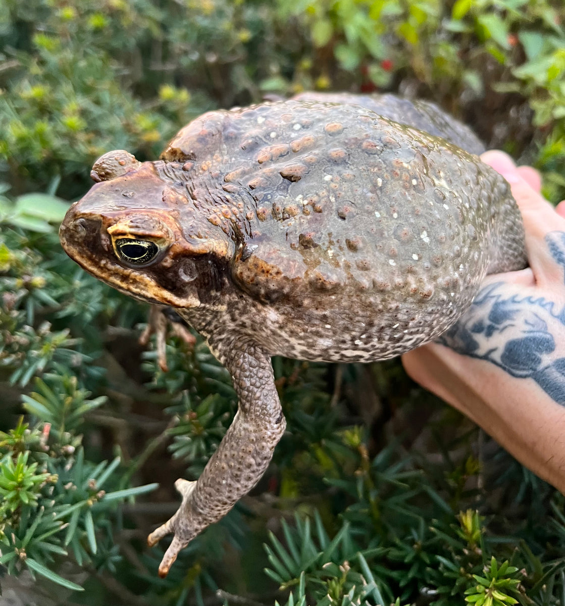 Large Cane Toad’s Scales and Tails of Ohio