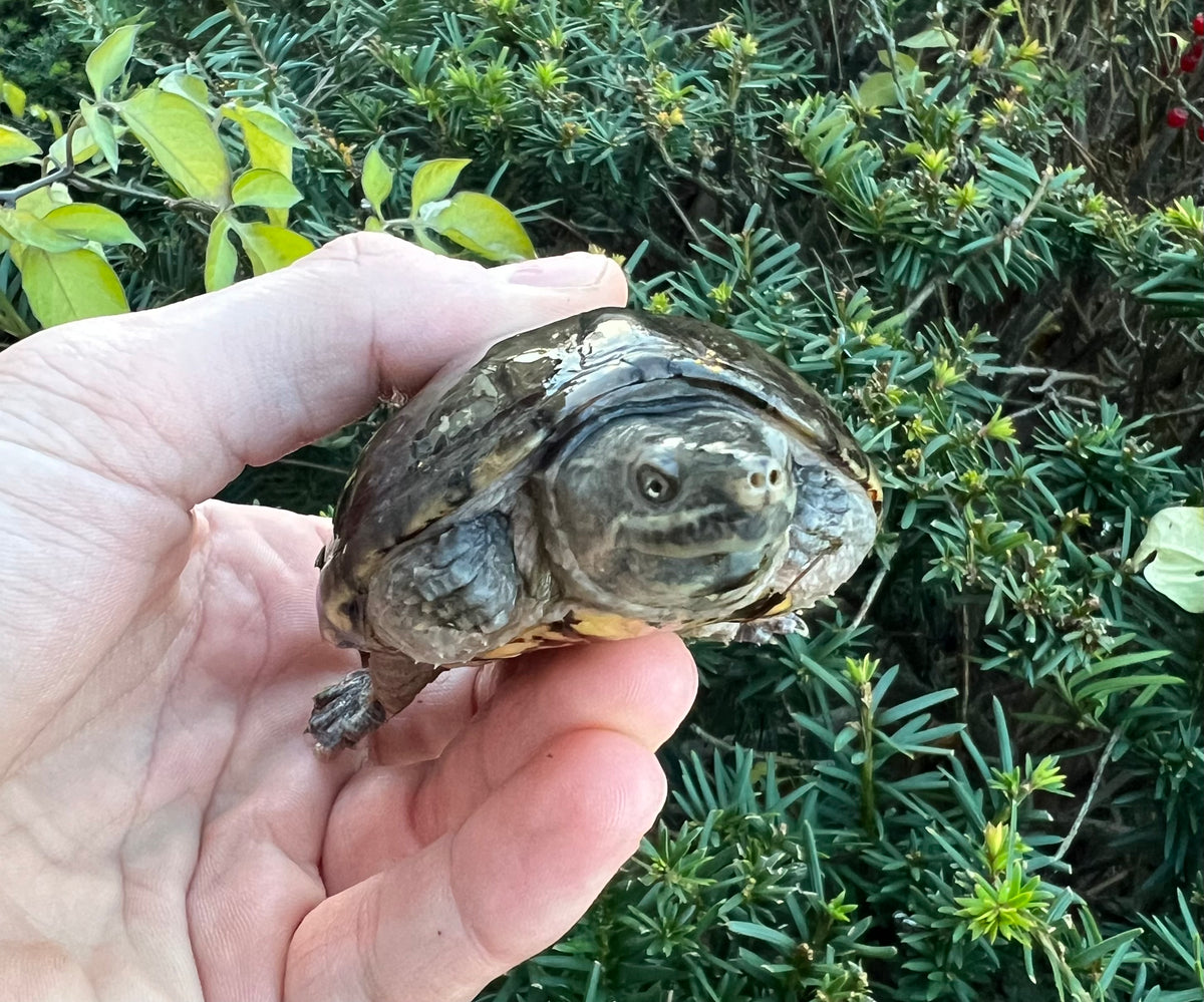 Adult Musk Turtle Scales and Tails of Ohio