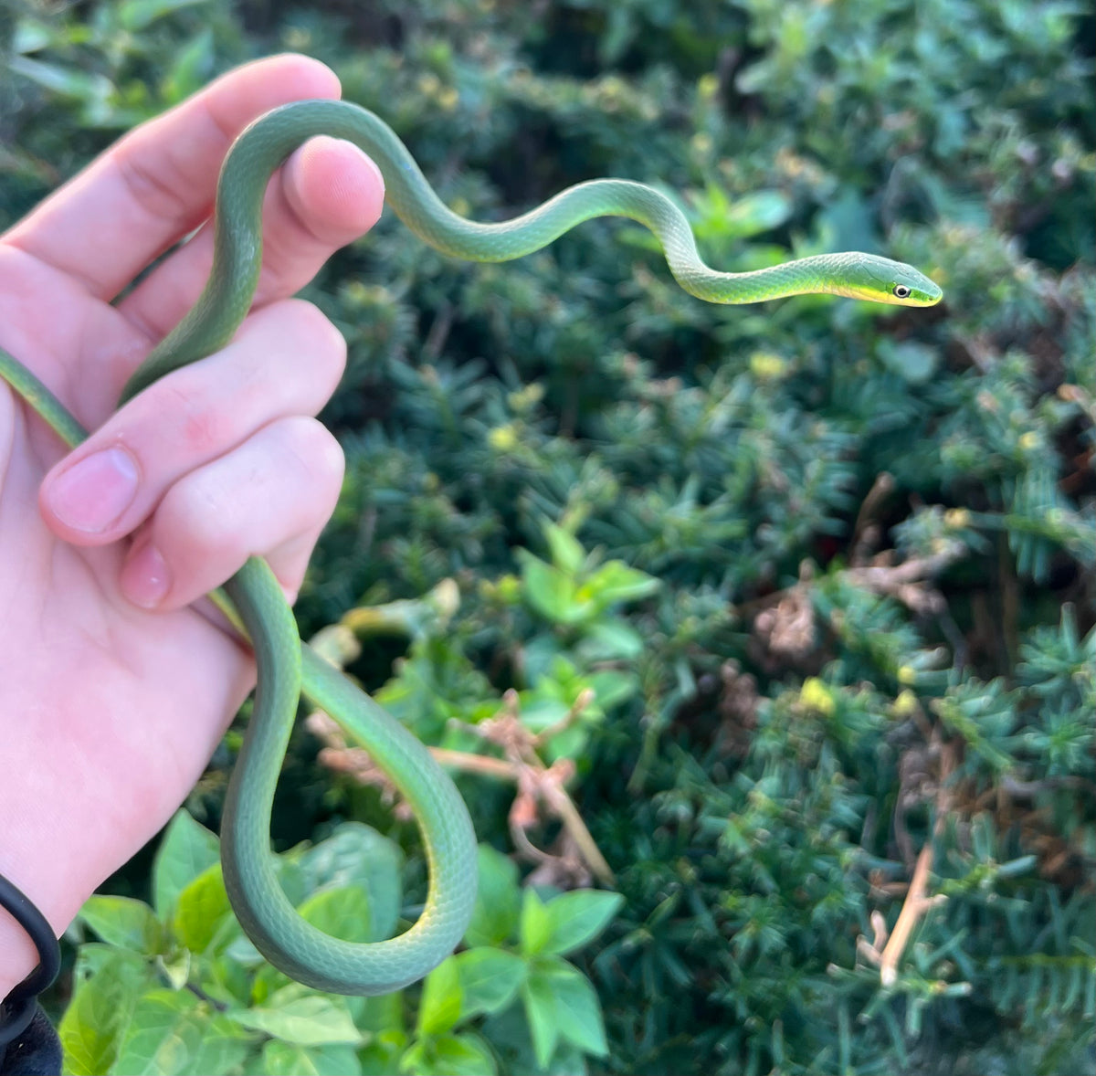 Rough Green Snake Scales and Tails of Ohio