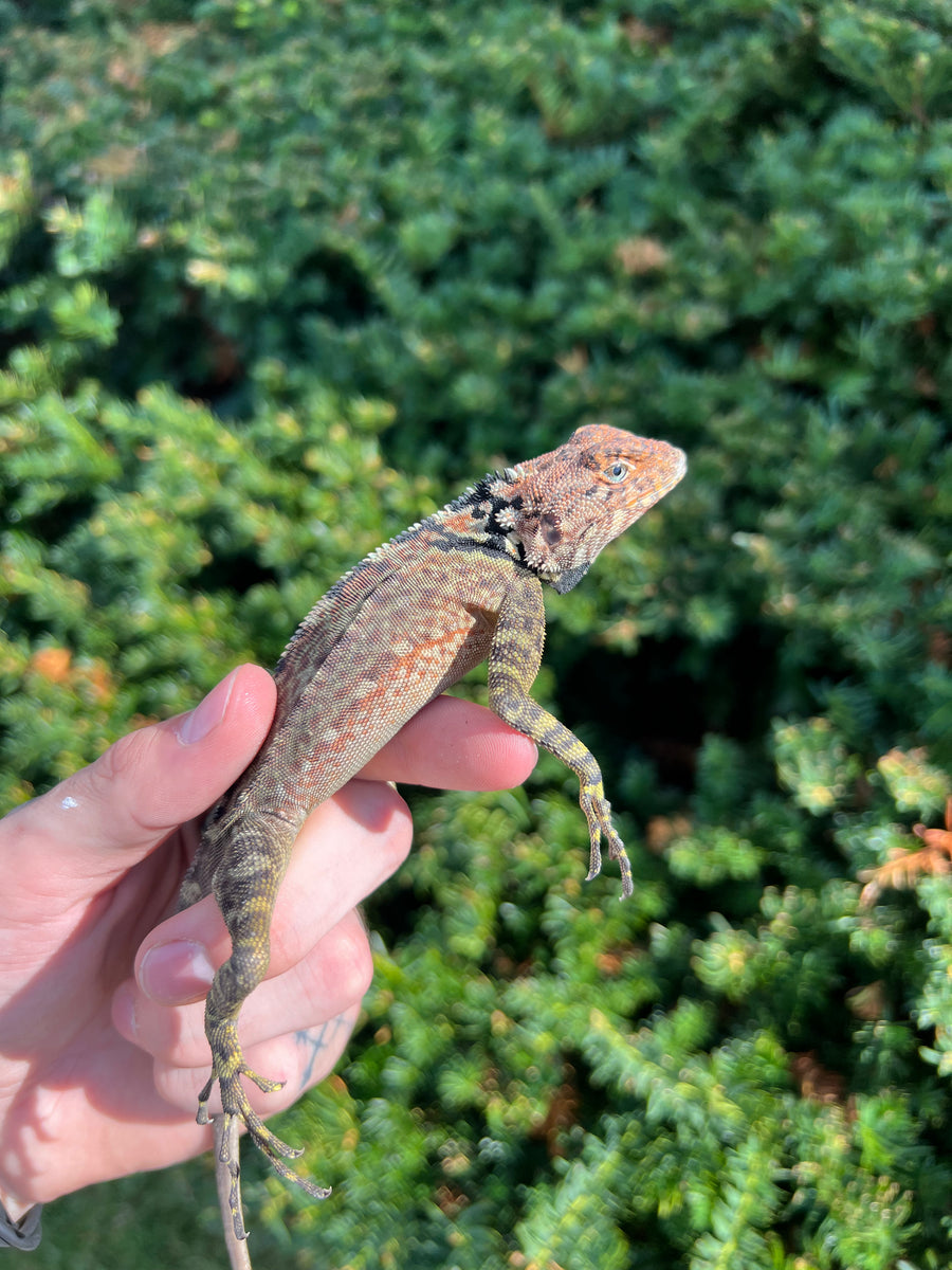 Adult Collared Tree Lizard Scales and Tails of Ohio