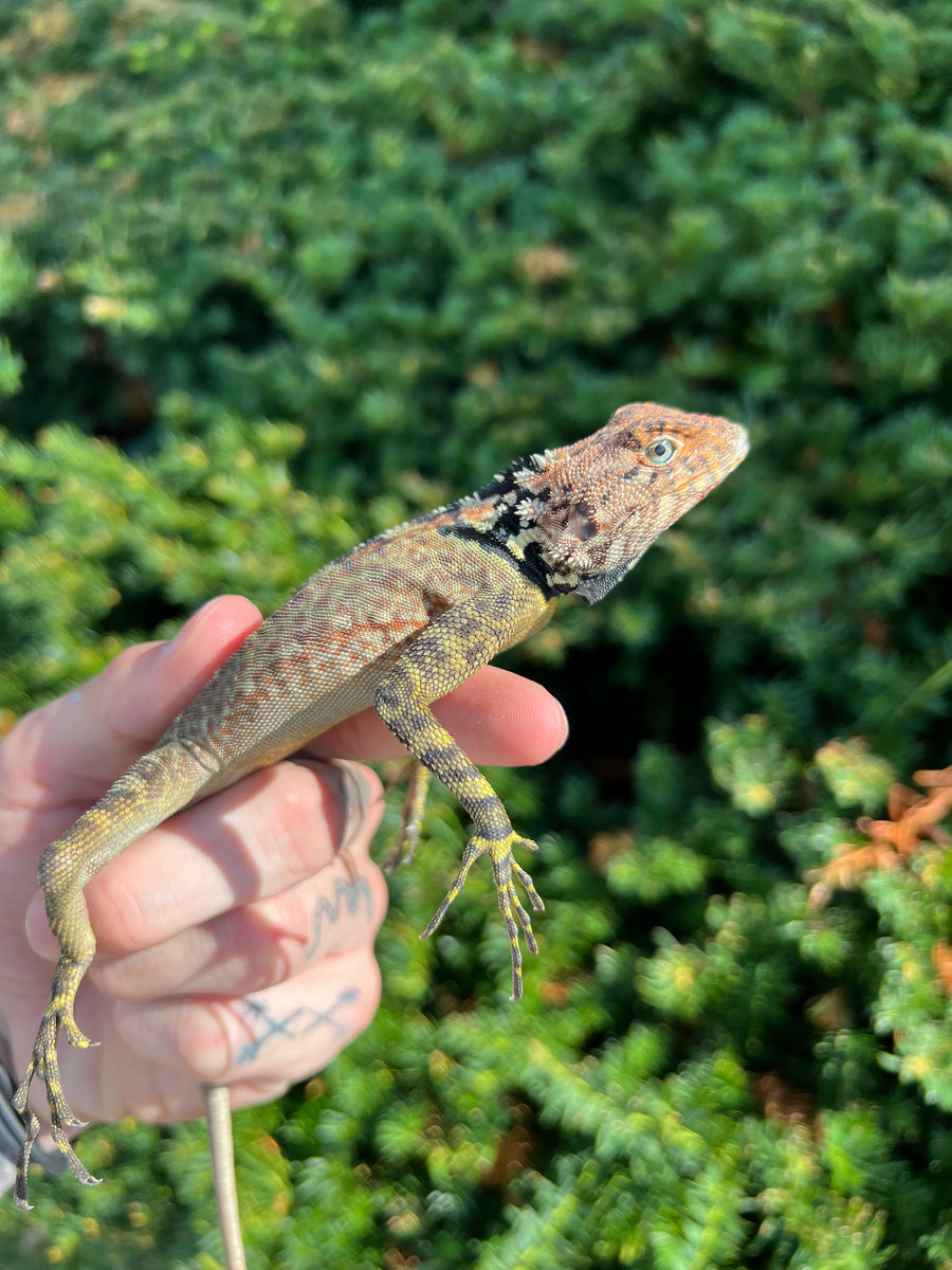 Adult Collared Tree Lizard Scales and Tails of Ohio