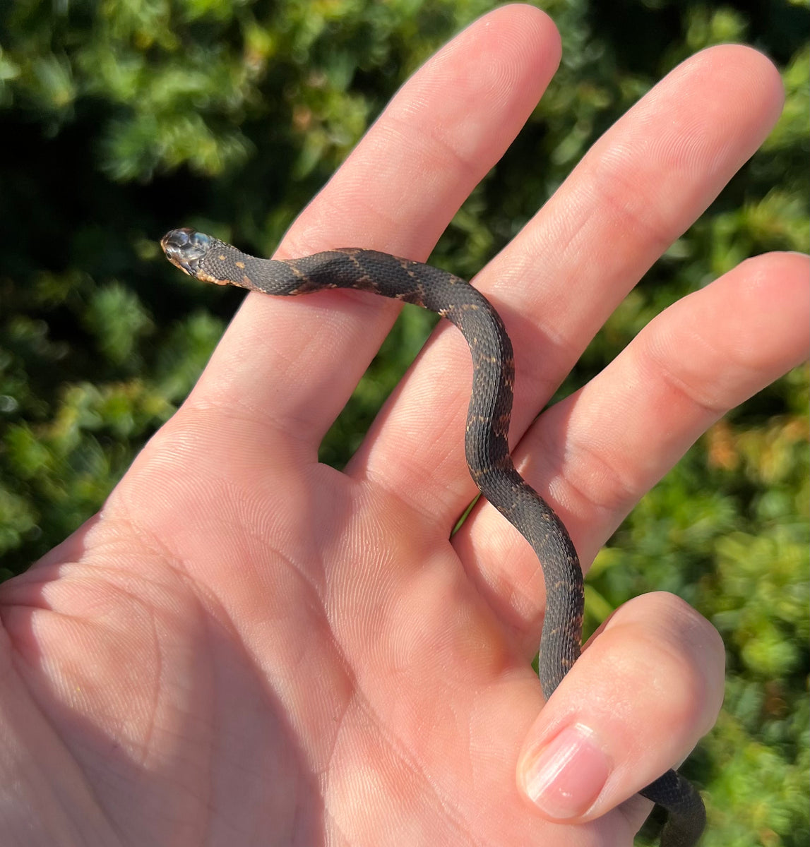 Baby Banded Water Snake – Scales and Tails of Ohio