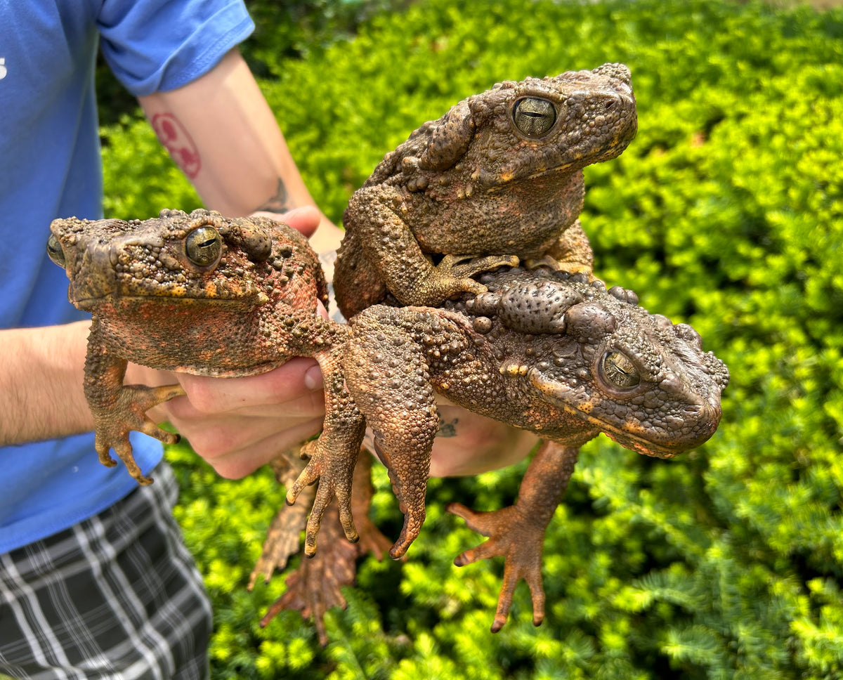 XL Giant Asian River Toad – Scales and Tails of Ohio
