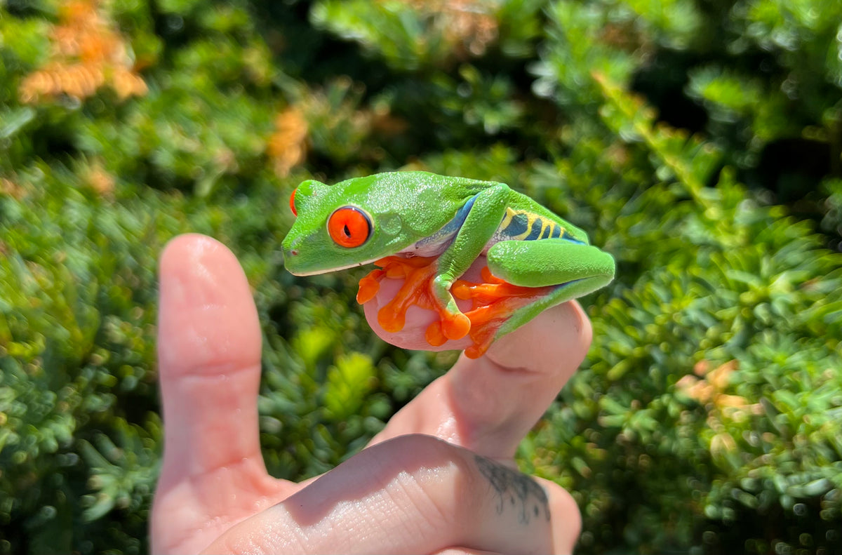 Red Eyed Tree Frog Scales and Tails of Ohio