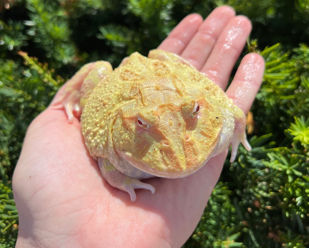 Adult Super Pikachu Pacman Frog Scales and Tails of Ohio