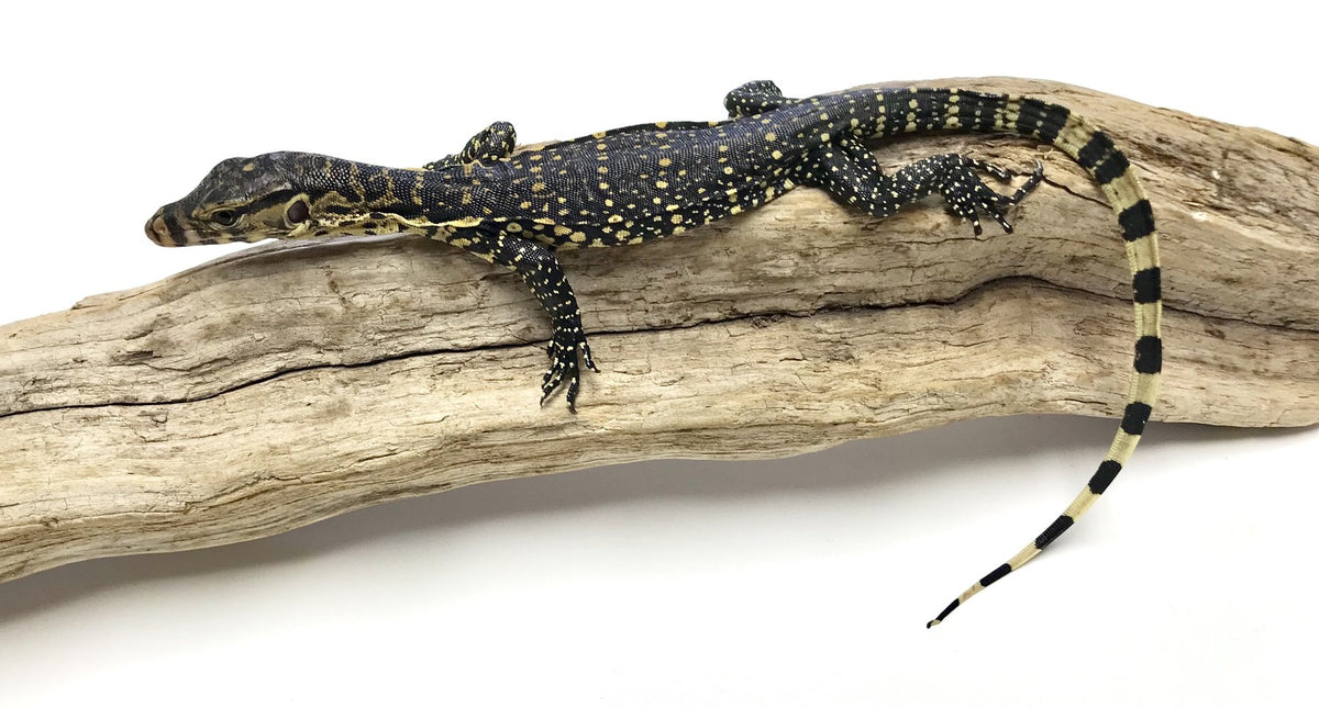 Baby Asian Water Monitor Scales and Tails of Ohio