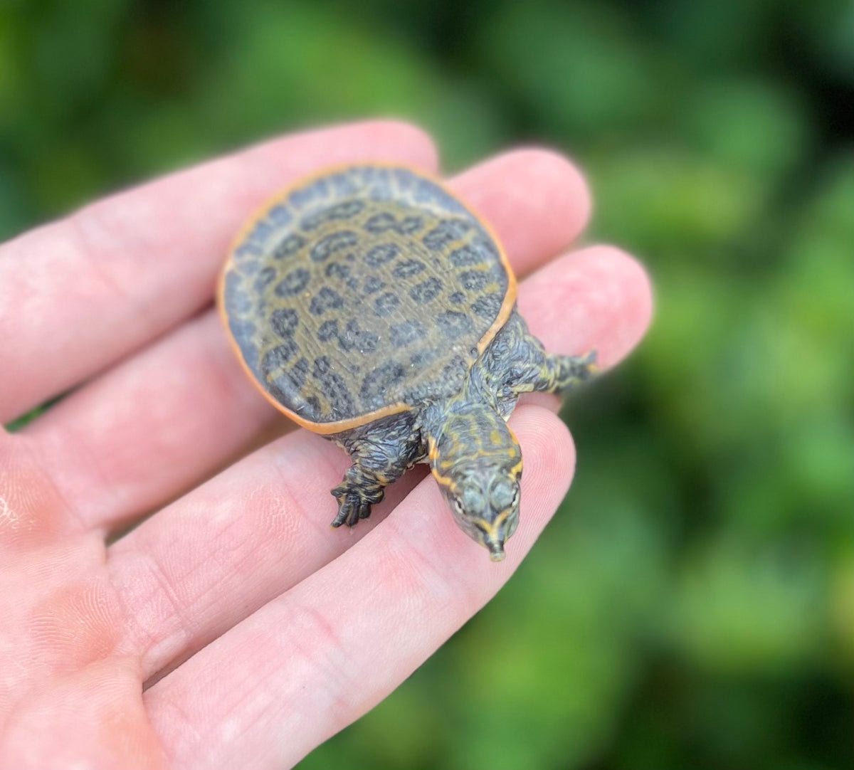 Baby Florida Softshell Turtle Scales and Tails of Ohio