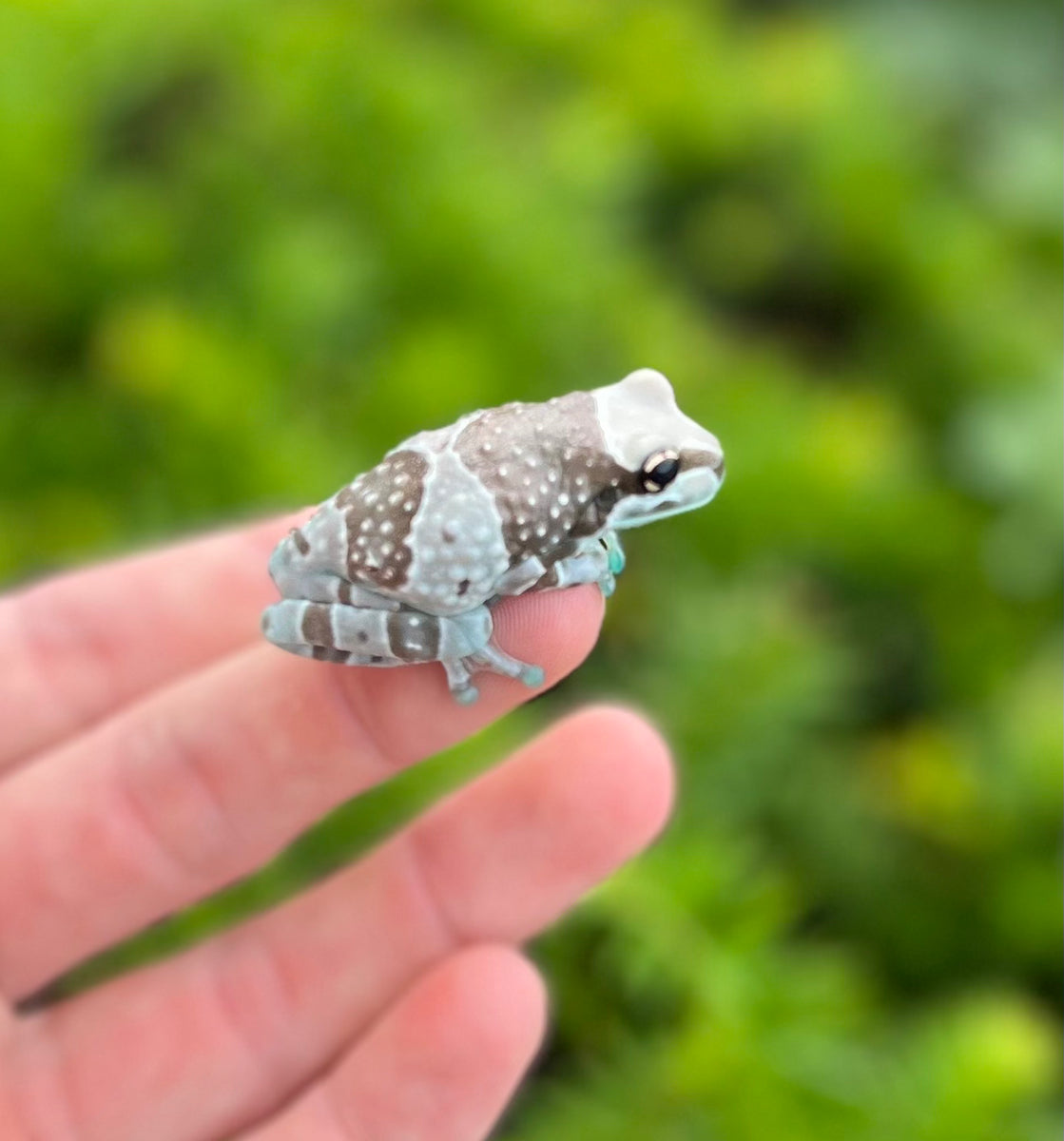 SubAdult Amazon Milk Frog Scales and Tails of Ohio