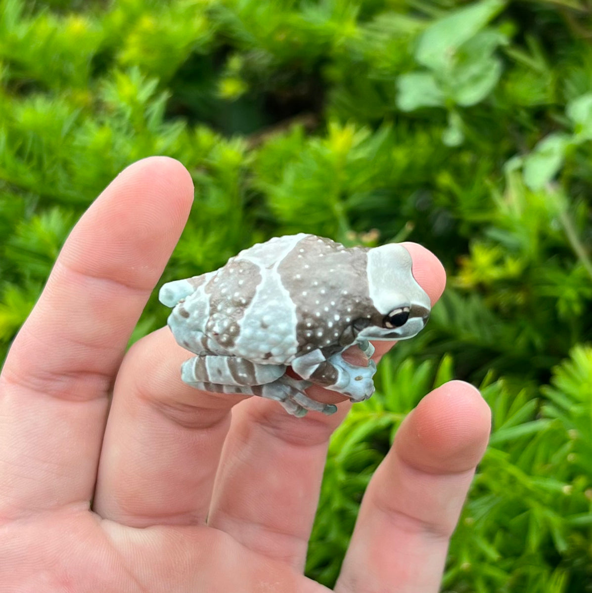 SubAdult Amazon Milk Frog Scales and Tails of Ohio