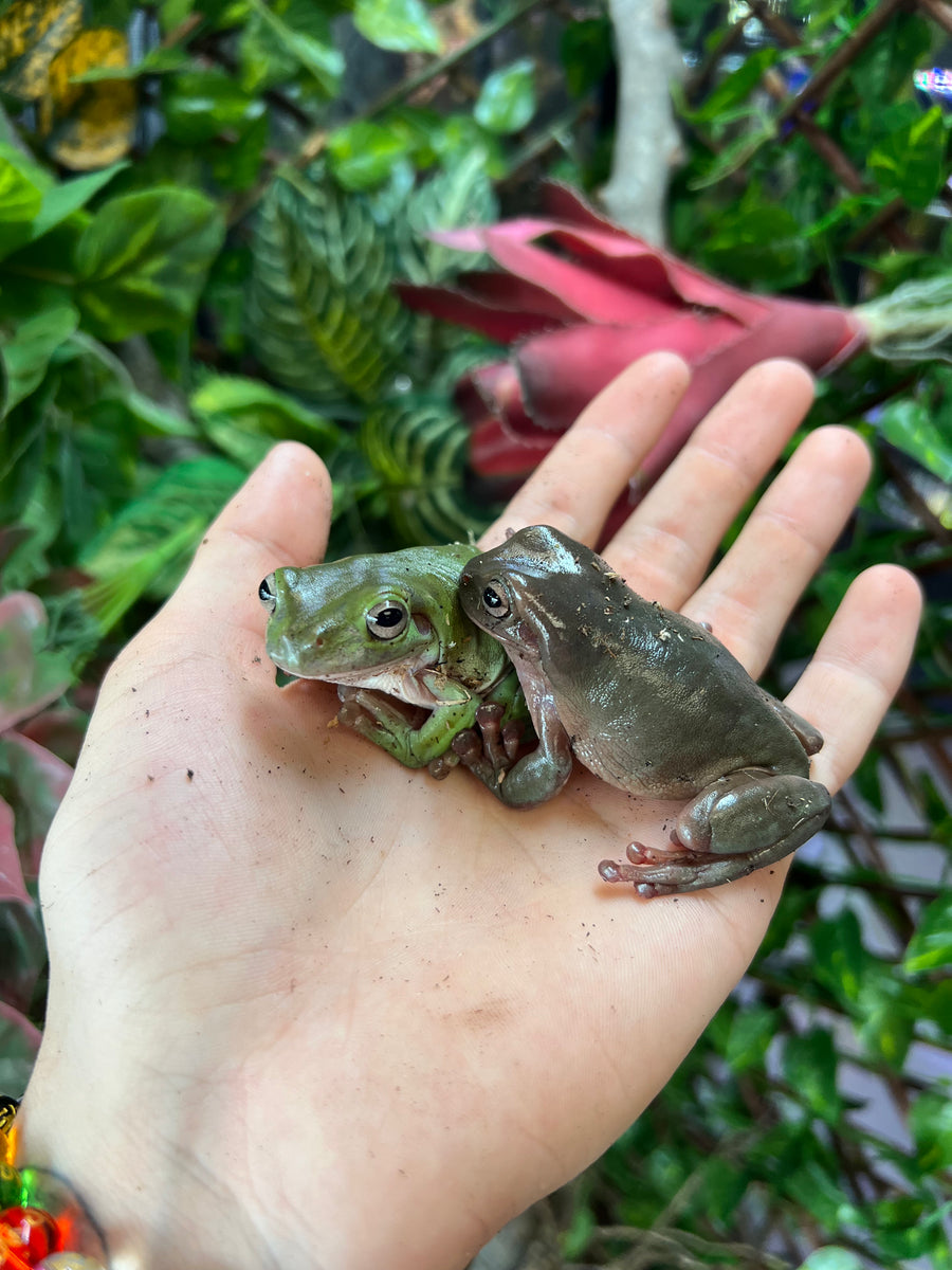 Adult Australian White’s Tree Frogs Scales and Tails of Ohio
