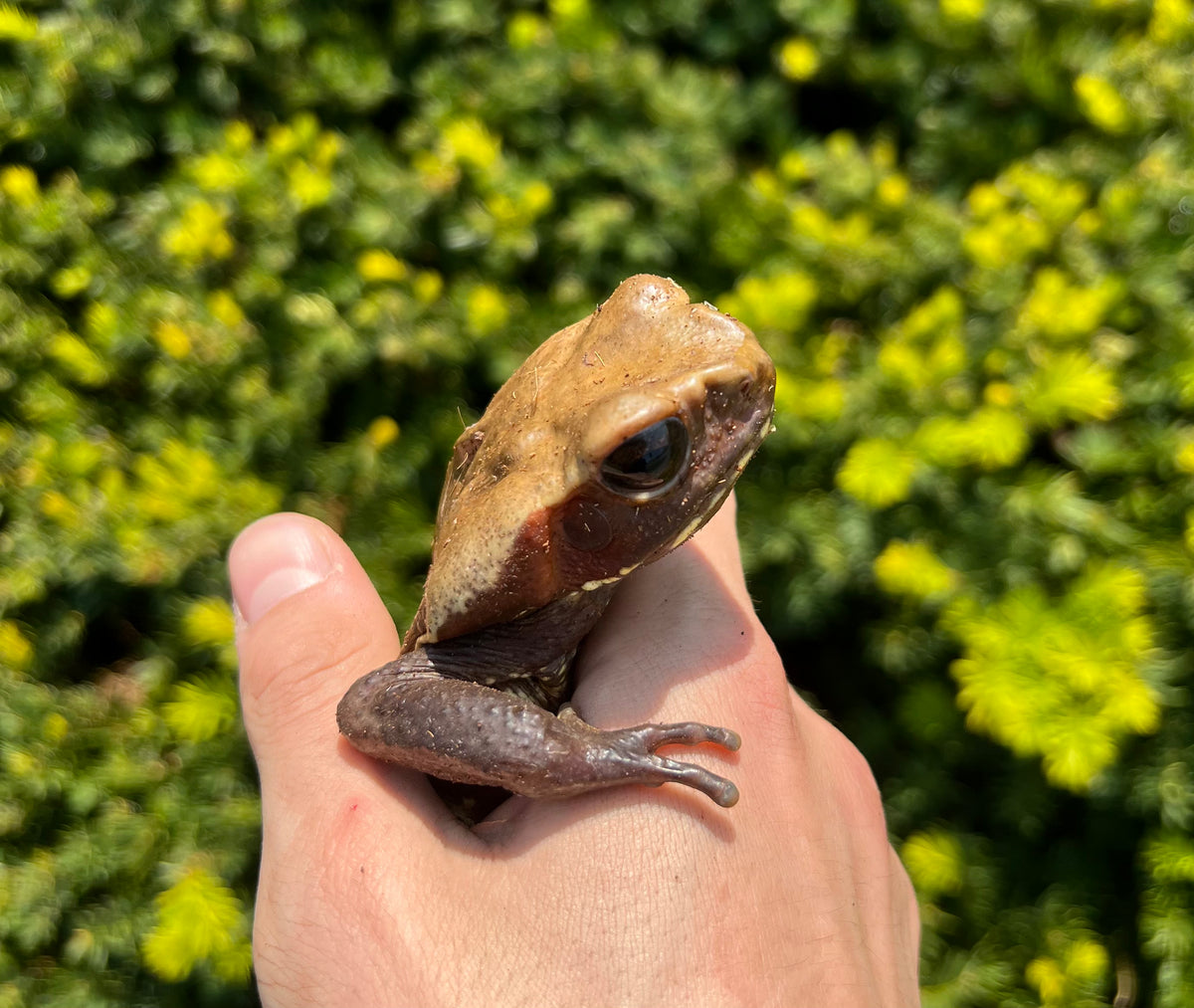 Adult Smooth Sided Toad Scales and Tails of Ohio