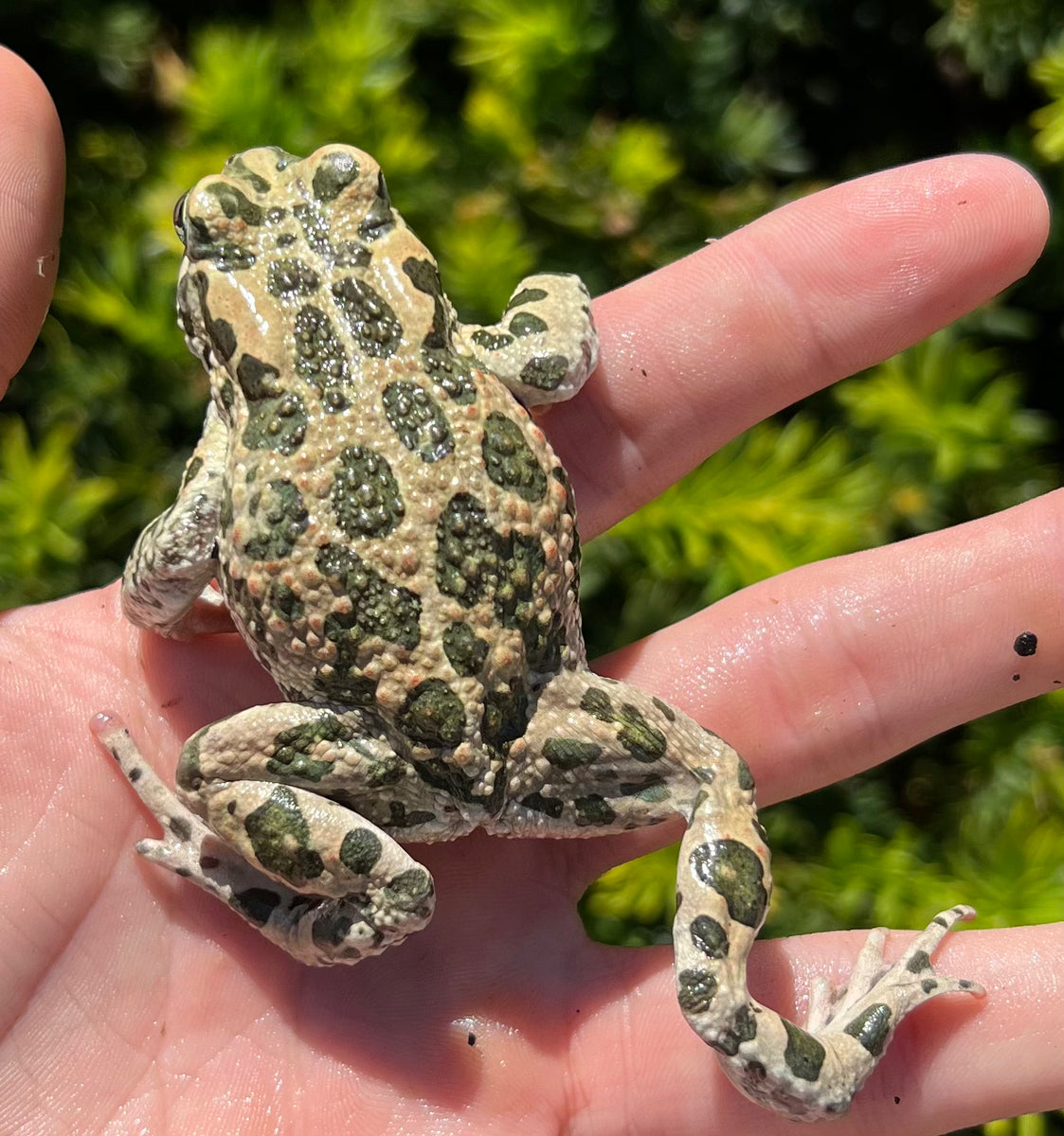 Egyptian Green Toad Scales and Tails of Ohio