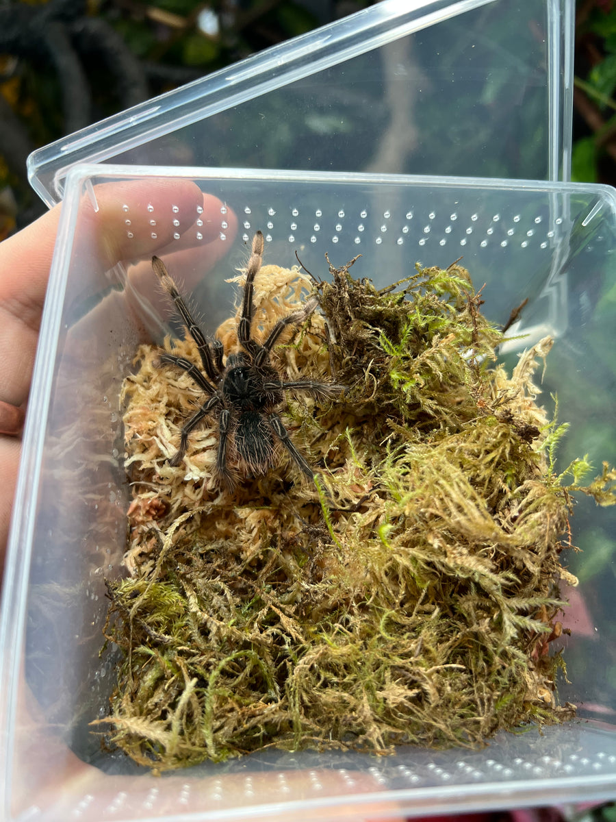 Burgundy Goliath Bird eater Scales and Tails of Ohio