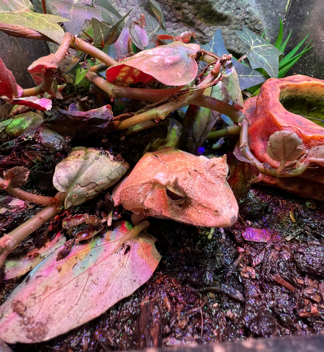 Solomon Island Eyelash Leaf Frog Scales and Tails of Ohio