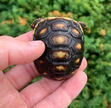 Load image into Gallery viewer, Baby Red Foot Tortoise