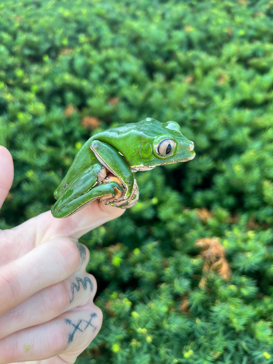 Adult Giant Waxy Monkey Frog Scales and Tails of Ohio