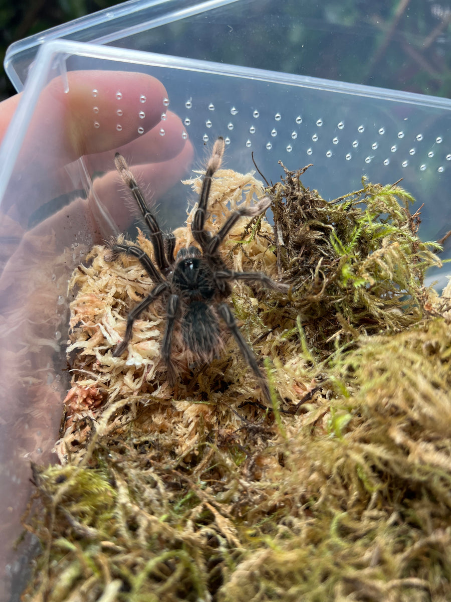 Burgundy Goliath Bird eater Scales and Tails of Ohio