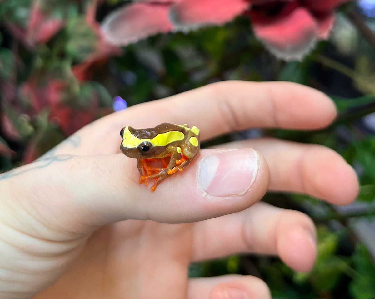 Clown Tree Frog Scales and Tails of Ohio