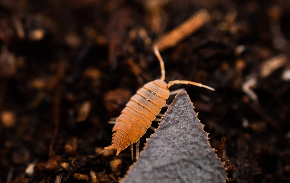 Powder Orange Isopod Scales and Tails of Ohio