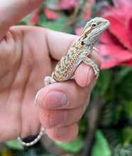 Load image into Gallery viewer, Baby High-Color Bearded Dragon