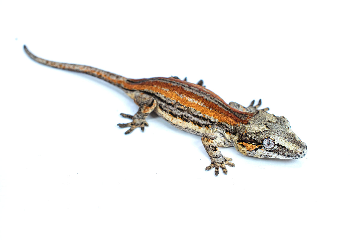 Geckos – Scales and Tails of Ohio