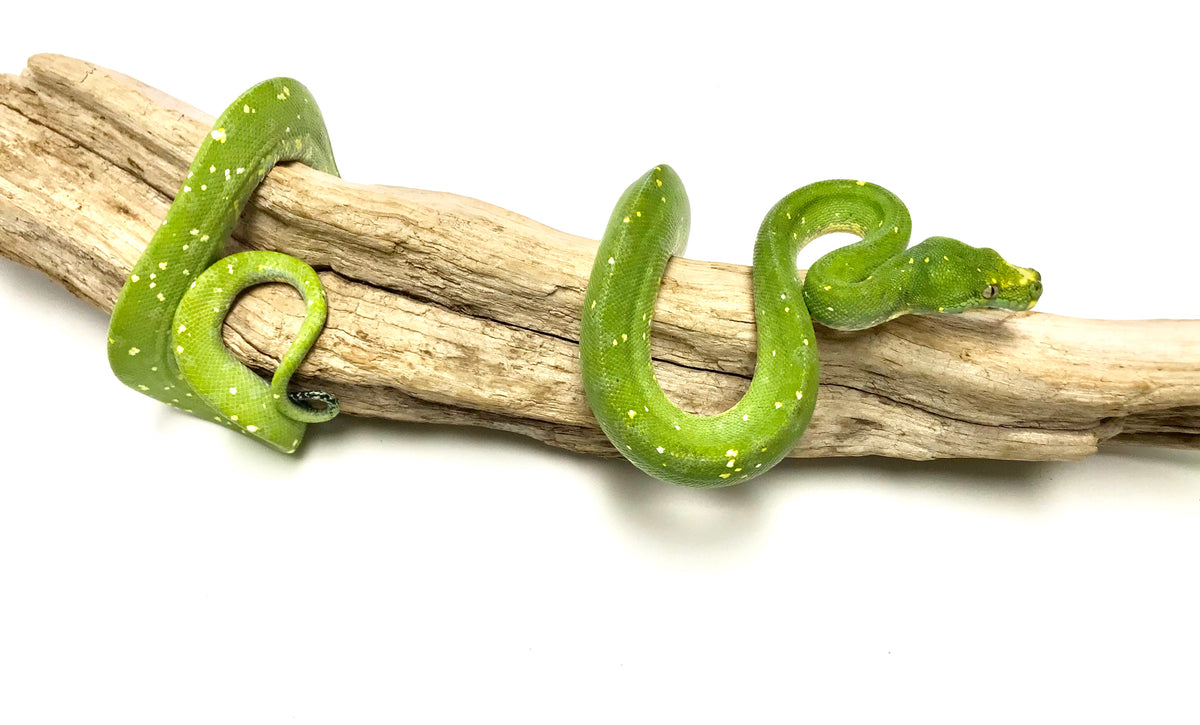 Green Tree Pythons – Scales and Tails of Ohio