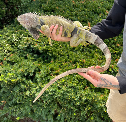 Adult Green Iguana (Male)
