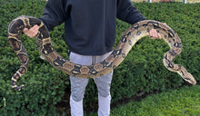 Load image into Gallery viewer, XL Adult Columbian Red-Tailed Boa Constrictor (Female)