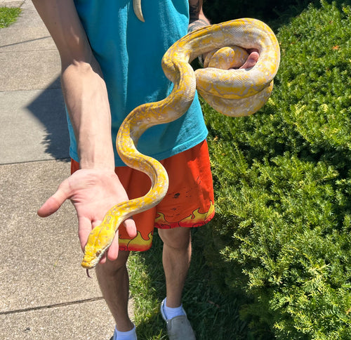 43% Kalatoa/7% Jampea Albino Dwarf Reticulated Python (Female)