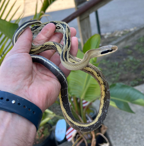 Juvenile Thai Yunnan Beauty Ratsnake (Male 1)
