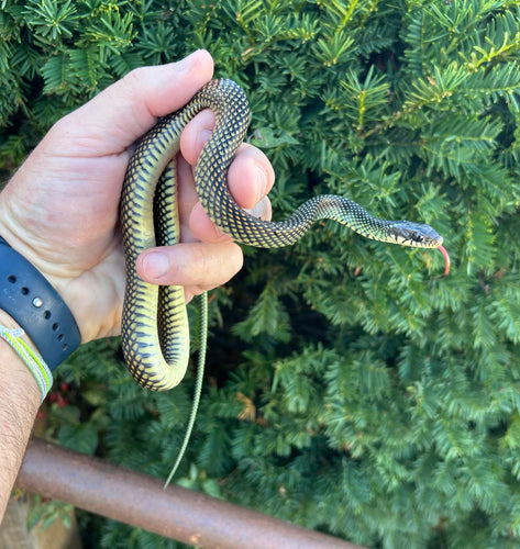 Sub-Adult Speckled Racer (Female)
