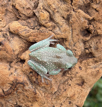 Load image into Gallery viewer, Baby Super Snowflake White’s Tree Frogs