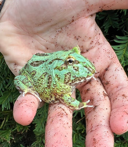 Juvenile Pac Man Frog (2)