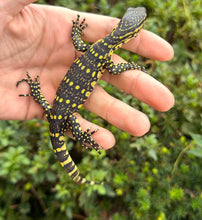 Load image into Gallery viewer, Baby ‘Exceptional’ Ornate Nile Monitor (4)