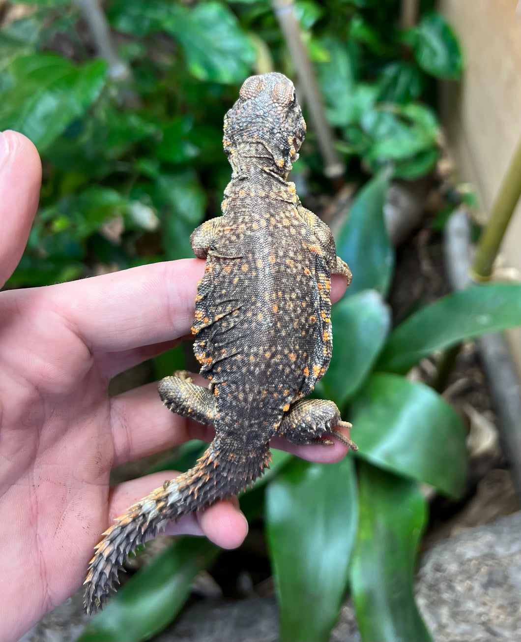 Baby Red Uromastyx
