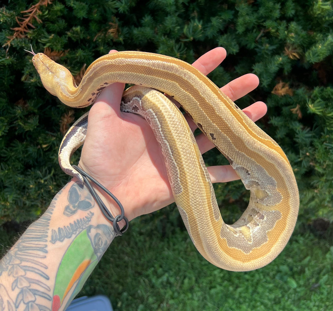 Juvenile Striped Borneo Blood Python (Female)
