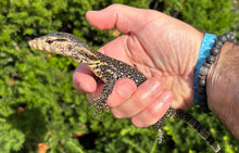 Load image into Gallery viewer, Baby Sulawesi Water Monitor (4)