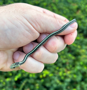 Baby ‘Blue Phase’ Oregon Red-Spotted Garter Snake