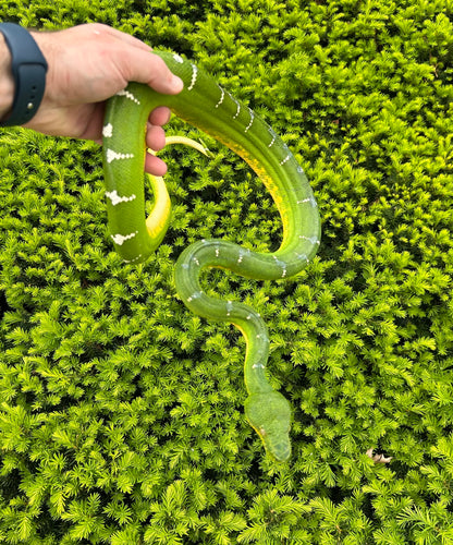 Adult Emerald Tree Boa (Female 2)
