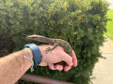 Load image into Gallery viewer, Small Black Roughneck Monitor (2)