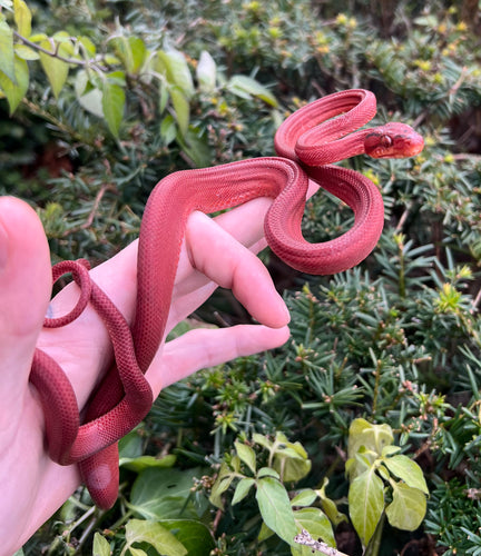 ‘Colored’ Amazon Tree Boa (Male)