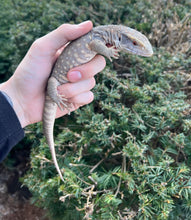 Load image into Gallery viewer, Small Savannah Monitor