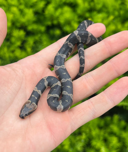 Baby Puff-Faced Water Snake