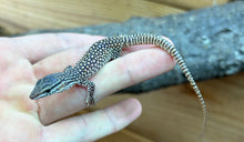 Load image into Gallery viewer, Baby Red Ackie Monitor
