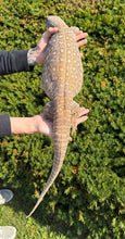 Load image into Gallery viewer, Adult Savannah Monitor