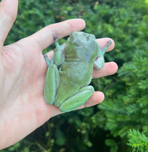Load image into Gallery viewer, XL Adult White’s/Dumpy Tree Frog