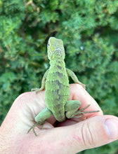 Load image into Gallery viewer, Baby Florida Orange Pectinata Iguana