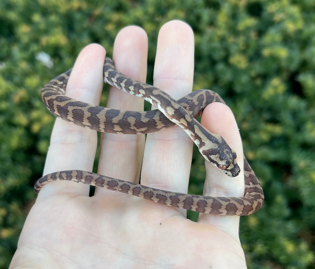 Baby Papuan Carpet Python – Scales and Tails of Ohio