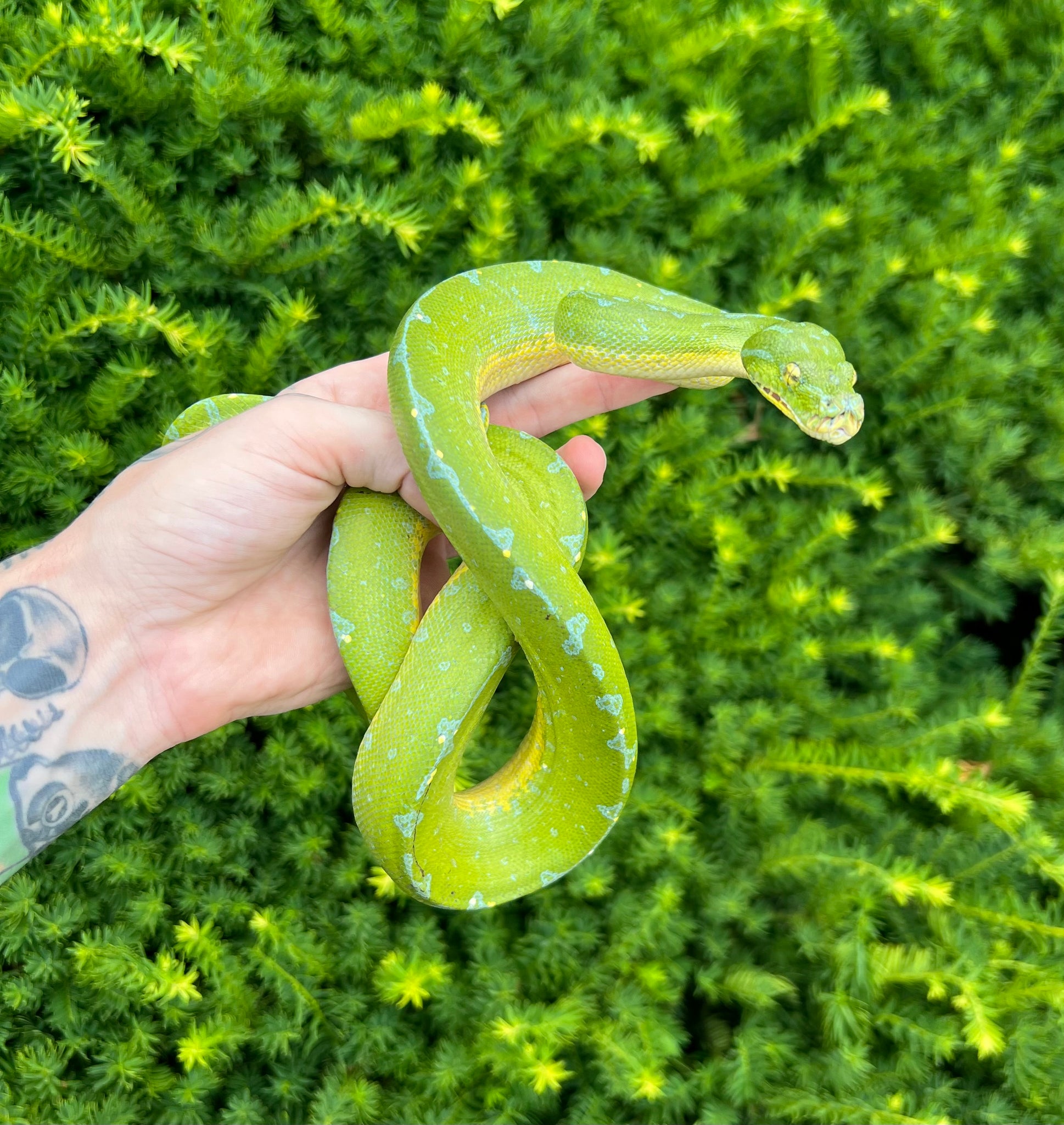 Adult Sorong Green Tree Python (Male 3) – Scales and Tails of Ohio