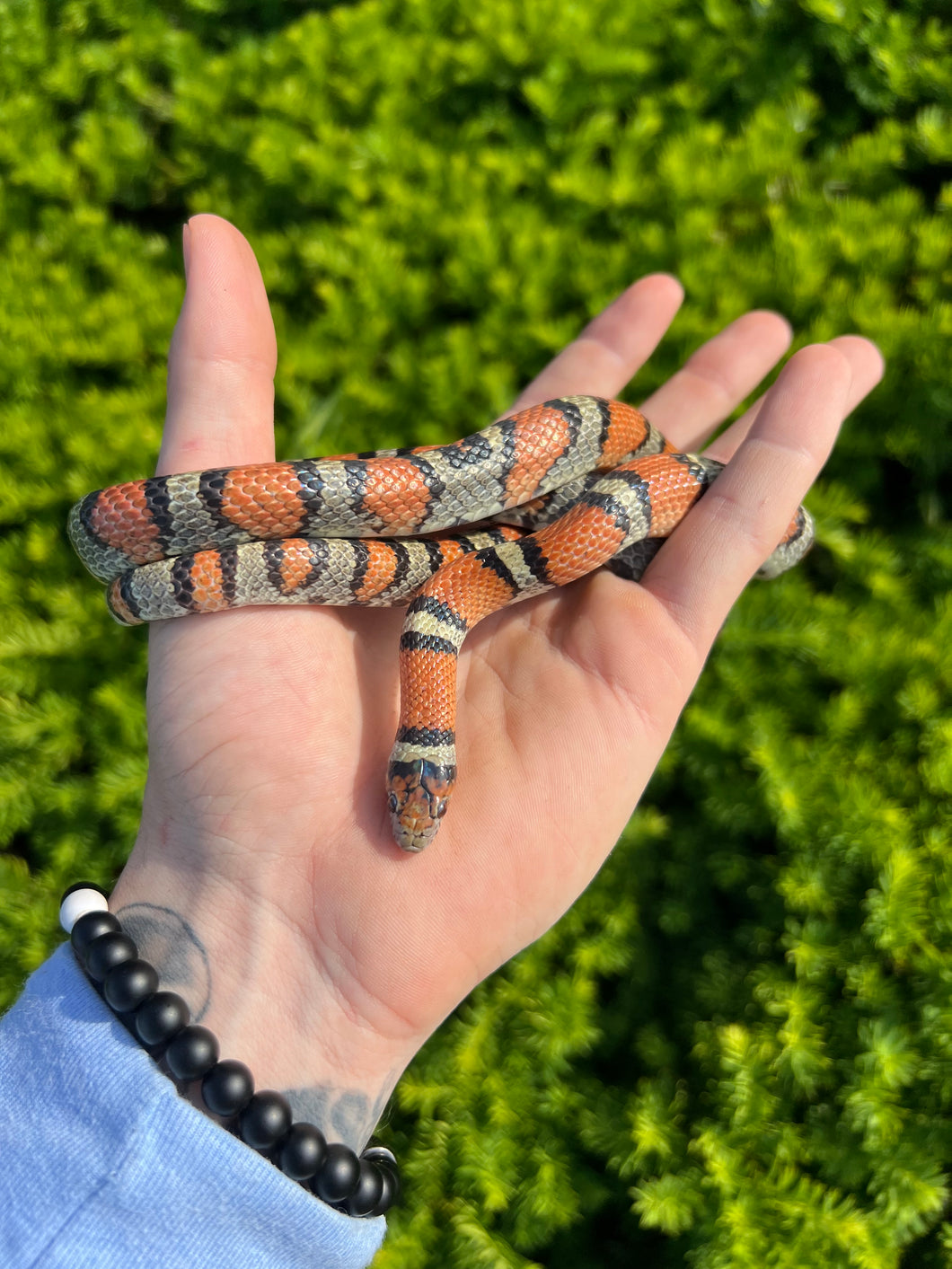 Adult Central Plains Milksnakes (1.1 pair)